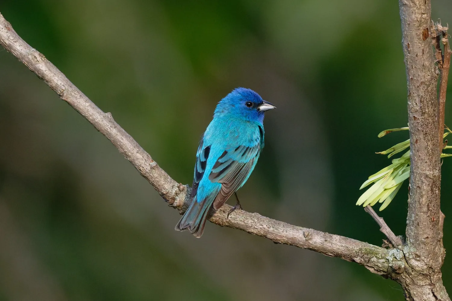 Indigo Bunting, MO, USA