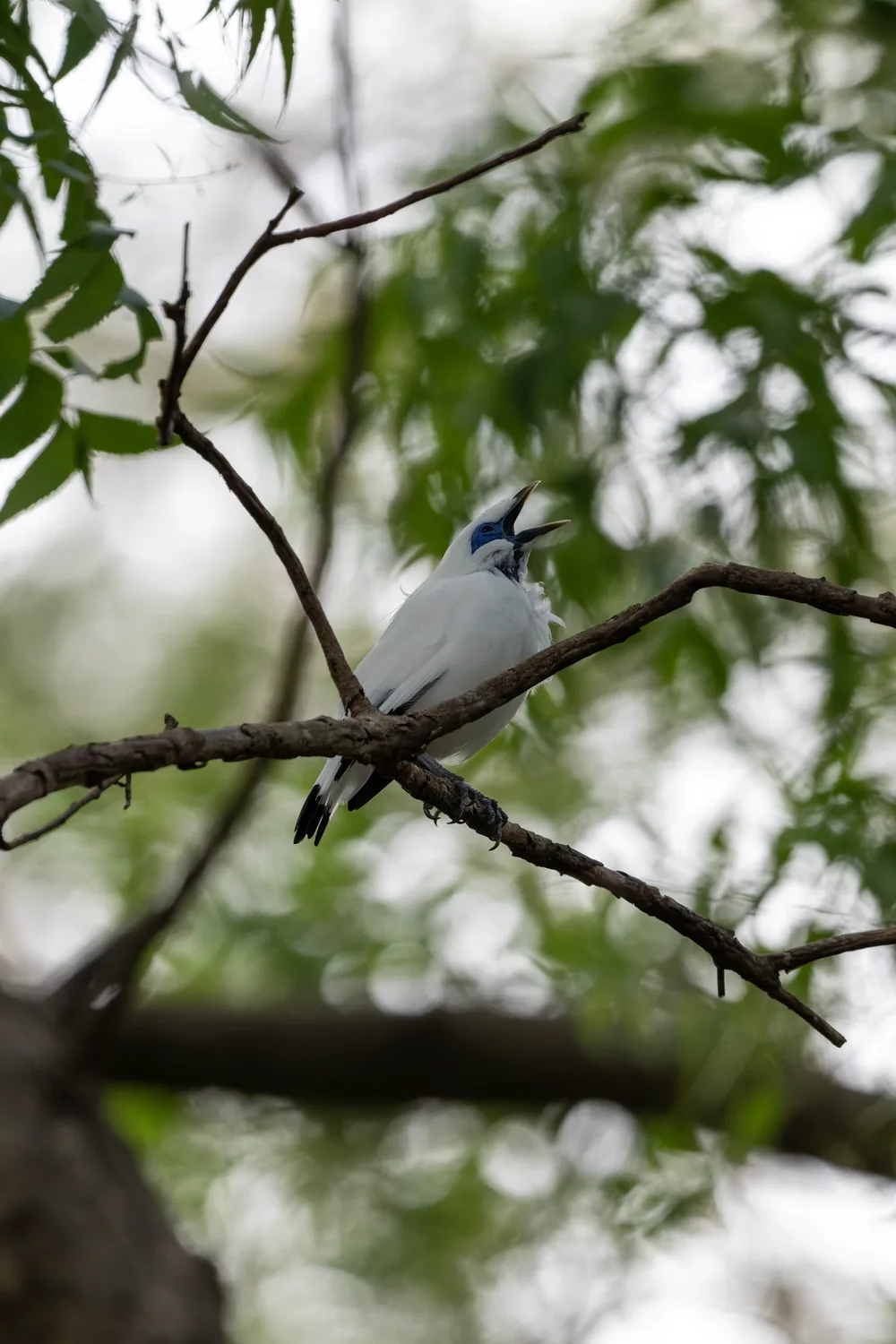 Bali Starling, Bali, Indonesia
