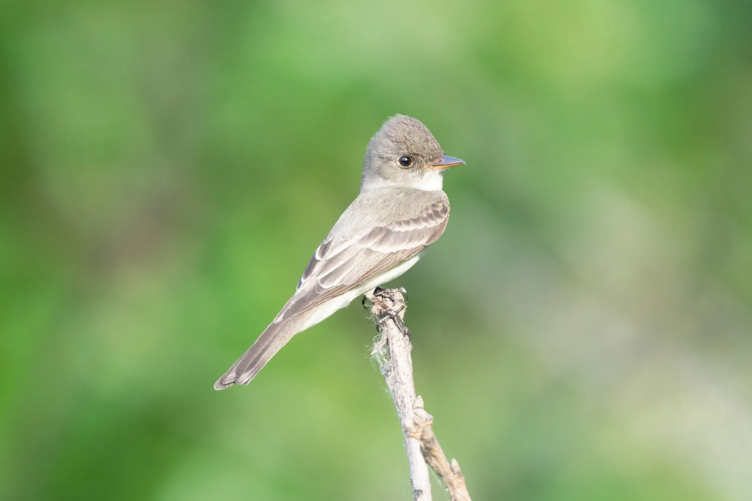 Western Wood Pewee, MO, USA