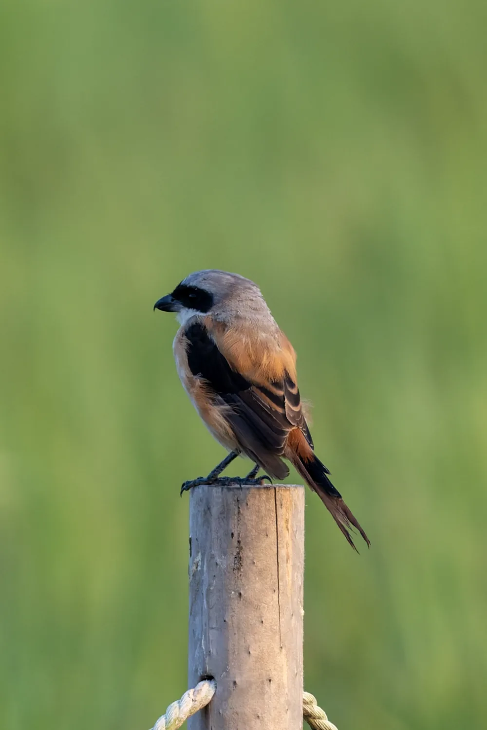 Brown Shrike, Hong Kong