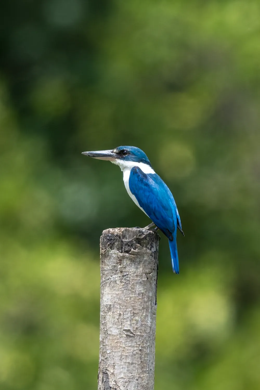 Collared Kingfisher, Bali, Indonesia
