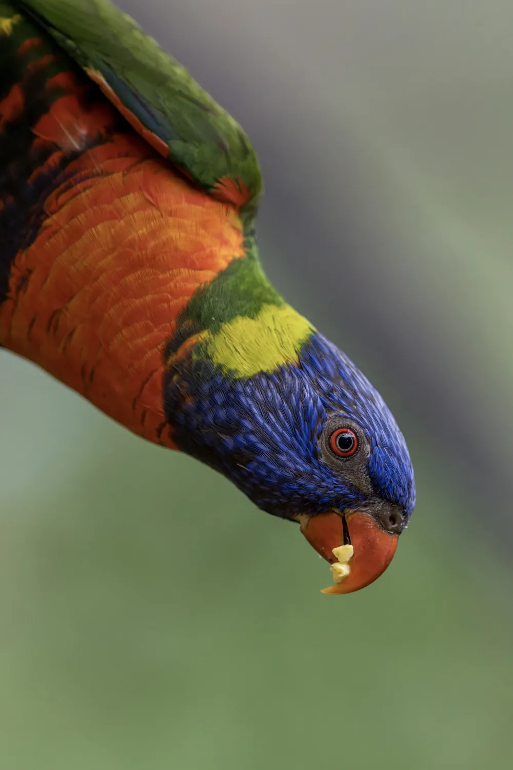 Rainbow Lorikeet, Hong Kong