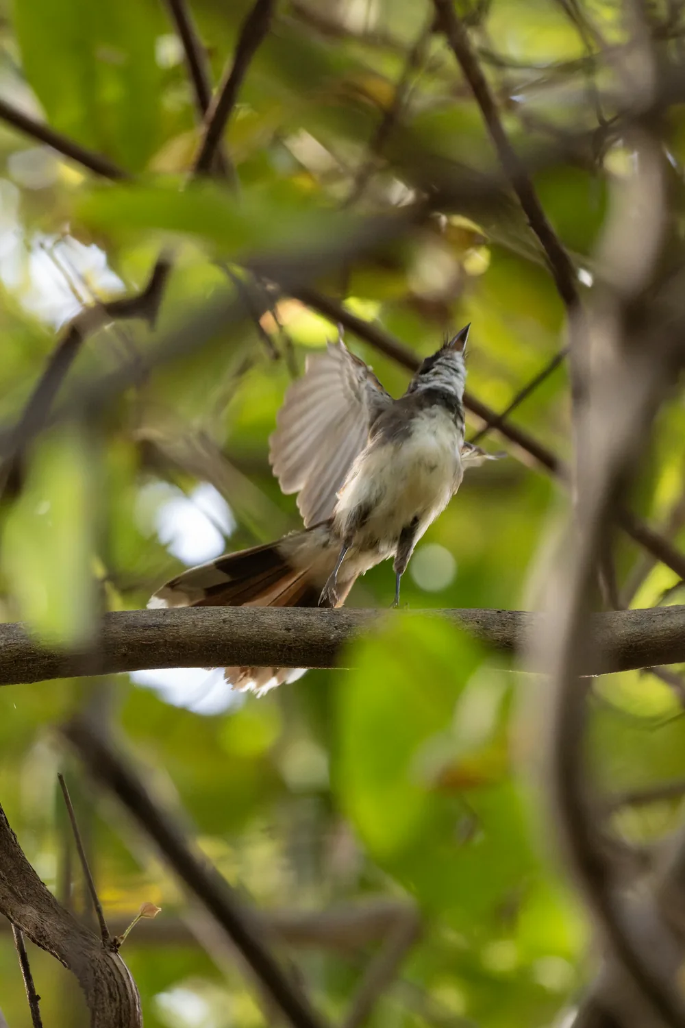 Sunda Pied Fantail, Bali, Indonesia